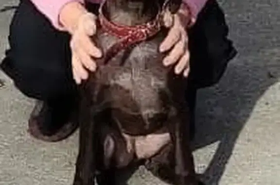 Пропала собака на Гагарина, 2, Георгиевск - photo