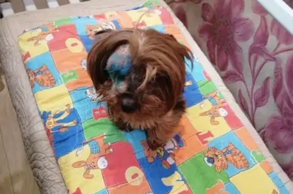 Пропала собака, ул. Яблочкова 28, Н. Тура - photo