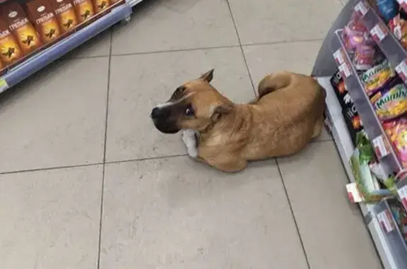 Найдена собака, Чита, фото: Найдена собака, ул. Шилова, Чита