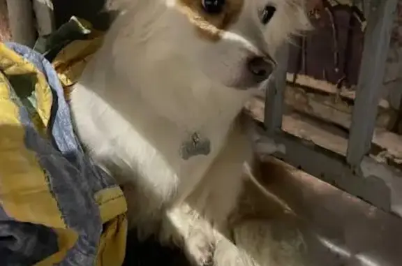 Найдена собака, Ярославль, фото: Собака найдена на станции Филино, Ярославль