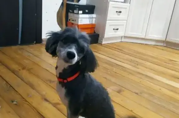 Пропала собака, ул. Поющева, Нижний Новгород - photo