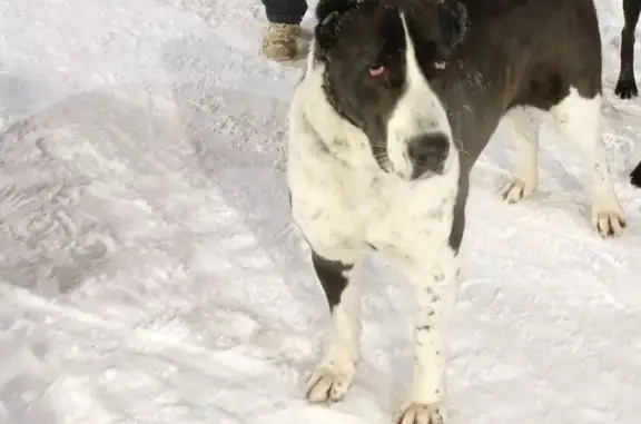 Пропала собака в Одинцово, Северная 13 - photo