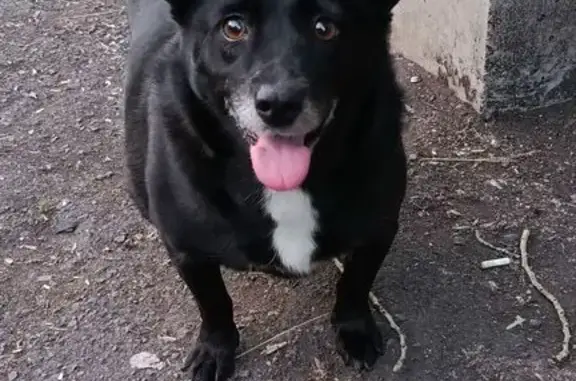 Пропала собака, пер. Ржевского 2, Магнитогорск - photo