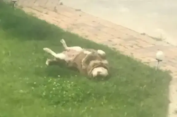 Пропала собака, Балашиха - photo