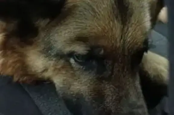 Найдена собака, Тюмень, фото: Собака найдена на ул. Лесопарковая, Тюмень