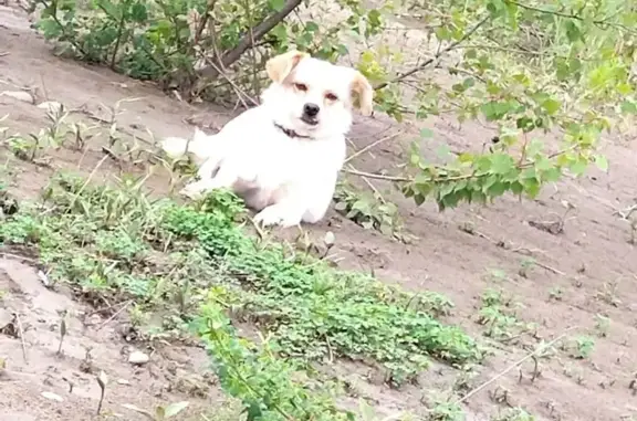 Пропала собака, Заводская 19, Белореченск - photo