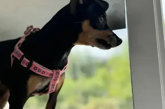 Пропала мини той терьер, Линия 2, Липецк - photo