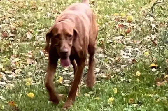 Собаки потеряшки, Москва, фото: Потеряшка собака, Кременчугская ул., Москва