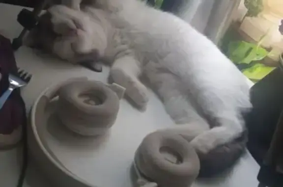 Пропала кошка, пр. Мира 6, Чебоксары - photo