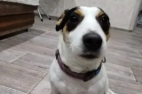 Пропала собака, Садовый пер. 23А - photo