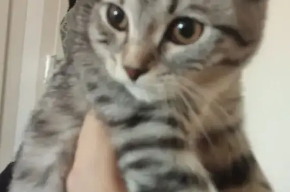 Найдена кошка, Красноярск, фото: Кошка найдена, ул. Подзолкова, Красноярск