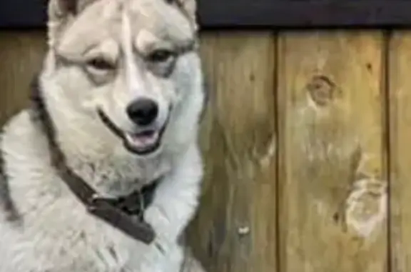 Пропала собака, Путевая ул., Рубцовск - photo