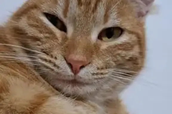 Кошки потеряшки, Шумиха, фото: Потеряшка кошка, Российская ул., Шумиха