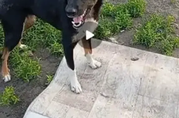 Пропала собака, Курган, Курганская обл. - photo