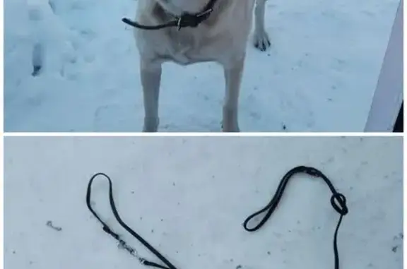 Найдена собака, Барнаул, фото: Найдена собака, Власихинская 69А, Барнаул