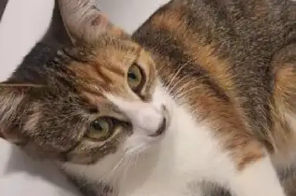 Пропала кошка, ул. Мирошниченко, Краснодар - photo