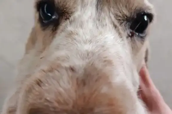 Пропала собака, Прохладная ул., 27, Крымск - photo