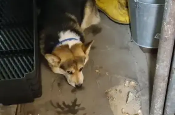 Пропала корги, Нагорная ул. 28/1 - photo