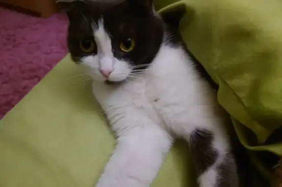 Пропала кошка, Менжинского 13 к2, Москва - photo