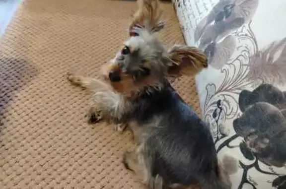 Пропал йорк, Пионерская ул. 6, Северск - photo