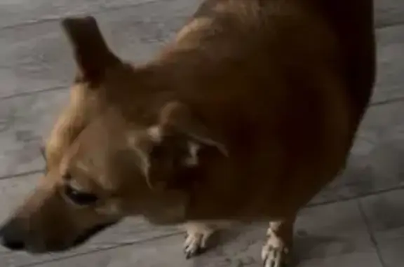 Пропала собака, ул. Дзержинского 175 - photo