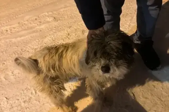 Найдена собака, посёлок Леспаркхоза Клязьминский, фото: Собака найдена: 15/1, пос. леспаркхоза Клязьминский