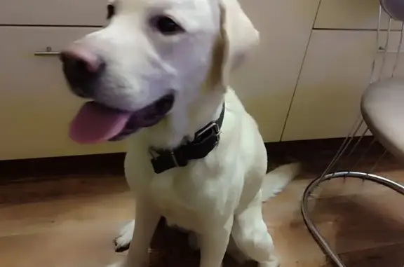 Найдена собака, Йошкар-Ола, фото: Найдена собака, Набережная ул., Йошкар-Ола