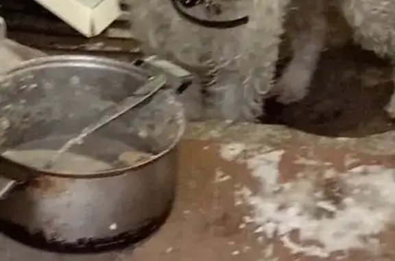 Найдена собака, Челябинск, фото: Собака найдена: 4-я Электровозная, Челябинск