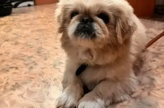 Светлый бежевый пес, ул. Горького 29, Аткарск - photo