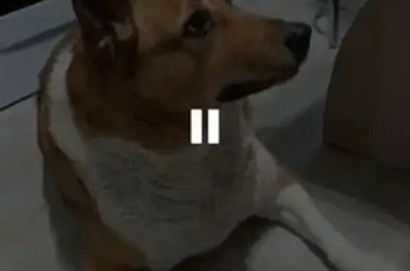 Пропала собака, Старое шоссе 4Б, Вологда - photo