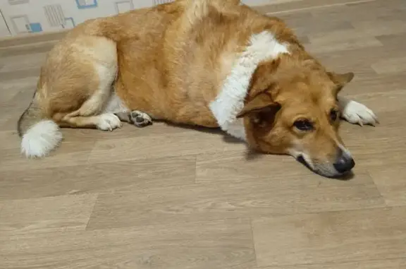 Пропала собака, Старое шоссе 4Б, Вологда - photo