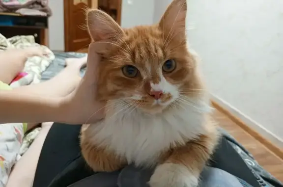 Пропала кошка, ул. Красная Сибирь, 21 - photo