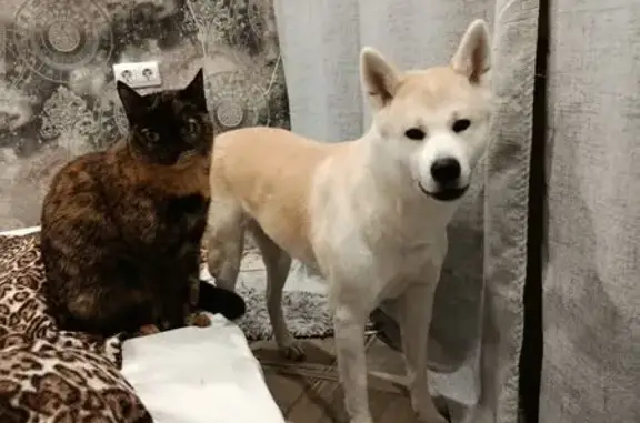 Пропала Акита Ину, Омск, 2-я Любинская, 11 - photo