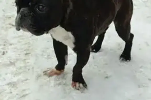 Найдена собака, Красноярск, фото: Фр. бульдог найден на Малиновского, 2