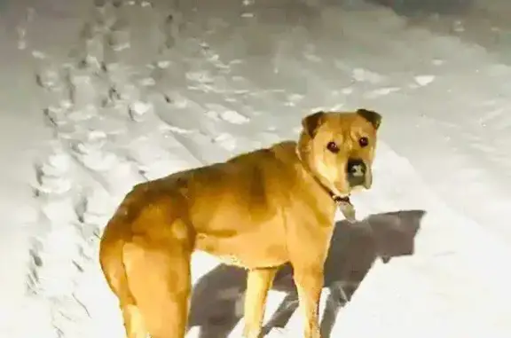 Найдена собака, Чехов, фото: Собака найдена в СНТ, Московская область