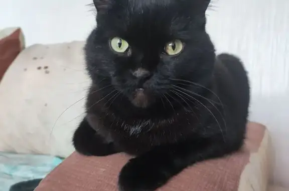 Кошки потеряшки, Калинино, фото: Потеряшка кошка, Калинино, Хакасия