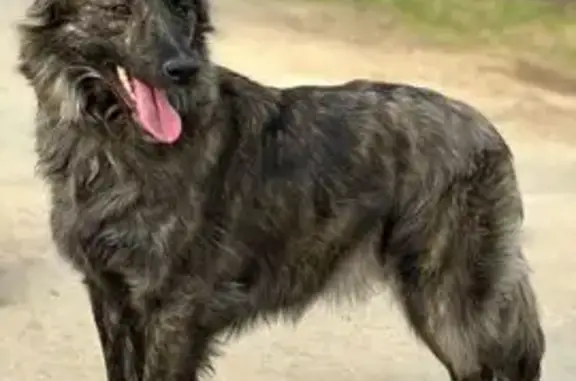 Пропала собака на ул. Жукова, 162, Курганинск - photo