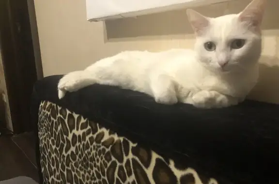 Пропала белая кошка, Херсонская 20, НН - photo