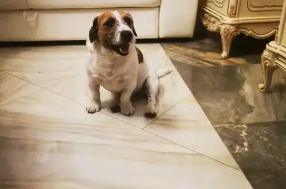 Пропала собака, ул. Царёв Брод 76Г - photo