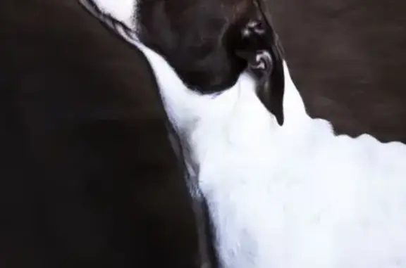 Найдена собака, Краснодар, фото: Найдена собака, ул. Западный Обход, 29