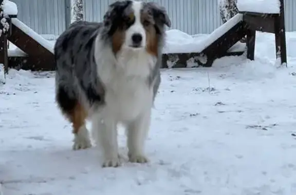 Пропала собака в СНТ Лесное (Большие Козлы) - photo