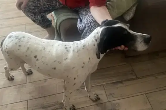 Найдена собака, Ленина, фото: Собака найдена: хутор Ленина, Краснодарский край