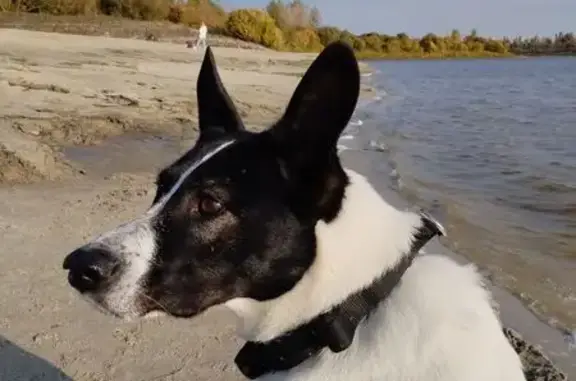 Пропала собака, ул. Дружбы, Тюмень - photo