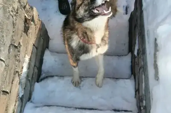 Найдена собака, Барнаул, фото: Собака найдена: ул. Кутузова, 165, Барнаул