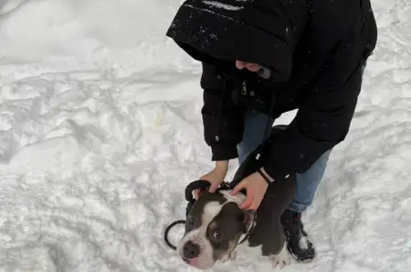 Пропала собака, п. Машиностроителей - photo