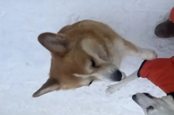 Найдена собака, Тула, фото: Корги найден на Есенинской, Старое Басово, 1А