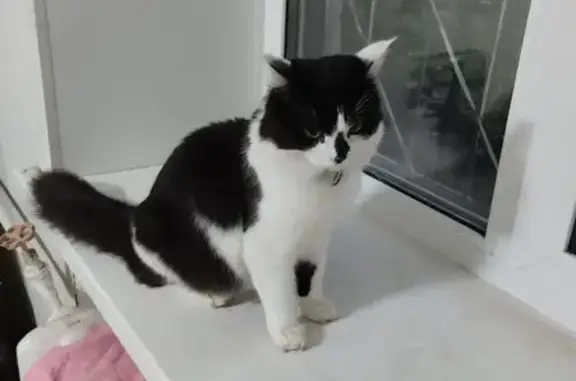 Кошки потеряшки, Пермь, фото: Потеряшка кошка, Кузбасская ул. 43, Пермь