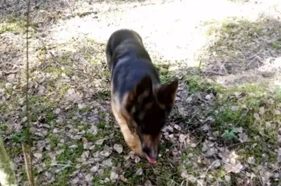 Пропала овчарка, Центральная ул., 4, Горняк - photo