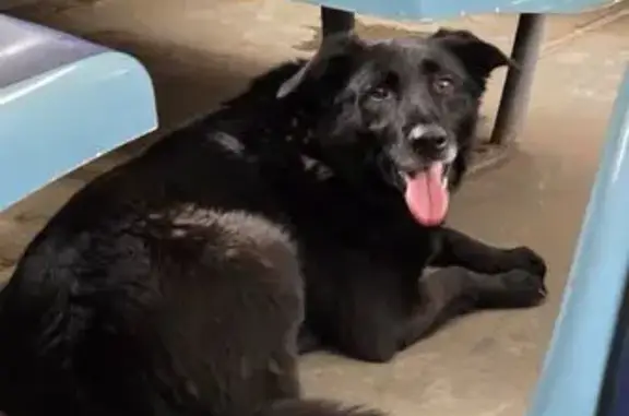 Поиск домашних животных, фото: Найдена собака, ул. Корнеева, 3, Домодедово