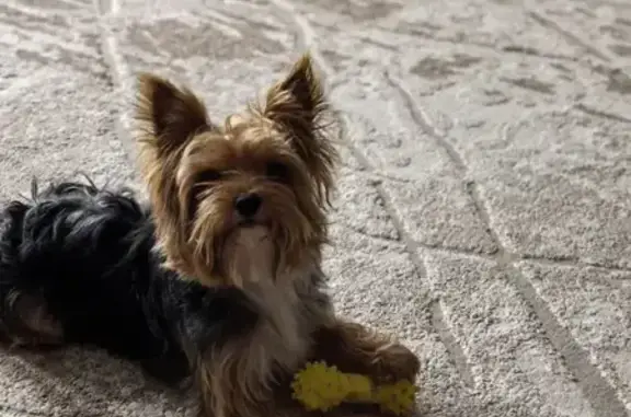 Пропала собака, 9-й Новый пер., 9, Таганрог - photo